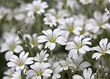 Semi di neve-in-estate - Cerastium tomentosum foto, bestseller 2025-2024 nuovo, miglior prezzo EUR 2,66 recensione