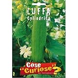 Semi - Luffa Cylindrica foto, bestseller 2025-2024 nuovo, miglior prezzo EUR 5,50 recensione