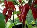 foto Asklepios-seeds® - 100 Semi di Bhut jolokia, Bhut Jolokia (Peperoncino Serpente), Bih Jolokia (Peperoncino velenoso) o Naga Jolokia (Peperoncino Re Cobra) nuovo bestseller 2025-2024