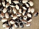 SEMI FAGIOLI YIN YANG (FAGIOLO ORCA) foto, bestseller 2025-2024 nuovo, miglior prezzo EUR 4,00 recensione