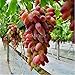 foto Pinkdose Bonsai d'uva in miniatura - Patio Syrah - Vitis Vinifera - Pianta d'appartamento - 20 pezzi - Bonsai di frutta: 6 nuovo bestseller 2025-2024