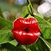 foto SemiRosa 10/20/30/50 PZ Semi di Fiori Labbra Rossa Profumata da Piantare Perenni Psychotria Elata Hot Lips Plant Pianta con Labbra da baciare da Balcone Pentola Sospesa nuovo bestseller 2024-2023