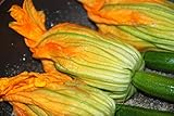 ZUCCHINO DA FIORE NR.40 SEMI foto, bestseller 2025-2024 nuovo, miglior prezzo EUR 3,29 recensione