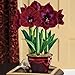 foto Kisshes Giardino - 50 Pezzi Hippeastrum Cipolle Semi di Fiori Amaryllis Emerald Seme Pianta in vaso Bonsai profumato Inverno Hardy Balcone Giardino e ufficio (12) nuovo bestseller 2025-2024