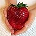 foto Semi sellify Egrow 100Pcs gigante rosso fragola Heirloom Super Seeds Giappone Strawberry Garden nuovo bestseller 2025-2024