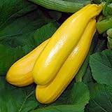 Zucchino giallo Gold Rush F1 (Semente) foto, bestseller 2025-2024 nuovo, miglior prezzo EUR 3,00 recensione