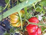 SEMI POMODORO MARMANDE PRECOCE foto, bestseller 2025-2024 nuovo, miglior prezzo EUR 5,50 recensione