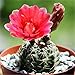 foto Pinkdose 200 pc Semi Fiore di Cactus, Semi Esotiche Piante grasse Ornamentali Attraente impressionanti: 5 nuovo bestseller 2025-2024