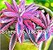 foto Pinkdose 100 Pz Rare Bromeliad Vegetable Seeds e Frutta Giardino Piante succulente Mini Cactus Pots Crescita Naturale per la casa della pianta di Giardino: 2 nuovo bestseller 2025-2024