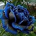 foto Ncient 20/50 Semi Sementi di Rosa Mezzanotte Blu Midnight Rose Semi di Fiori Rari Pianta Profumati per Orto Giardino Balcone Interni ed Esterni nuovo bestseller 2025-2024