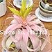 foto Pinkdose 100 Pz Rare Bromeliad Vegetable Seeds e Frutta Giardino Piante succulente Mini Cactus Pots Crescita Naturale per la casa Giardino delle Piante: 20 nuovo bestseller 2025-2024