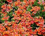 Nemesia Arancio Semi del principe - Nemesia strumosa foto, bestseller 2025-2024 nuovo, miglior prezzo EUR 3,39 recensione