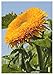 foto TROPICA - Girasole Orange Sun F1 (Helianthus annuus) - 60 Semi- Girasoli nuovo bestseller 2025-2024