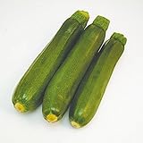 Semi biologici di Zucchino Nano Verde Milano foto, bestseller 2025-2024 nuovo, miglior prezzo EUR 1,90 recensione