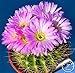 foto Pinkdose Grande promozione! Semillas de Flores 100 pc/Lotto Succulente Pietra Grezza Cactus Bonsai Gambi Tetragonia Fiori in Vaso carnoso, IKAO3W nuovo bestseller 2025-2024