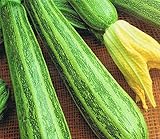 ZUCCHINO STRIATO PUGLIESE NR.30 SEMI foto, bestseller 2025-2024 nuovo, miglior prezzo EUR 1,98 recensione