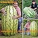 foto Pinkdose Semi rari Giant anguria Krasen ucraino Organic Heirloom melone Semi, 5Seeds / pack, semi non OGM frutta biologica per Garden nuovo bestseller 2025-2024