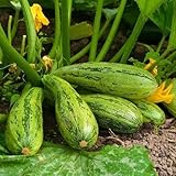 Semi di Zucchini Nimba - Cucurbita pepo foto, bestseller 2025-2024 nuovo, miglior prezzo EUR 3,19 recensione