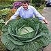 foto Generic 100 semi/bag rare gigante russo semi di cavolo, semi di ortaggi 95% + germinazione, verdure di alta qualità per giardinaggio nuovo bestseller 2025-2024