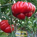 SEMI POMODORO COSTOLUTO FIORENTINO foto, bestseller 2025-2024 nuovo, miglior prezzo EUR 5,00 recensione