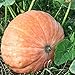 foto Semi di zucca giganti dell'Atlantico - Cucurbita maxima nuovo bestseller 2024-2023