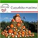 foto SAFLAX - Zucca gigante - 7 semi - Con substrato - Cucurbita maxima nuovo bestseller 2024-2023