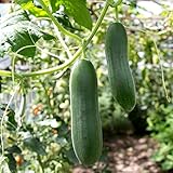 Cetriolo semi di Tessa - Cucumis sativus foto, bestseller 2025-2024 nuovo, miglior prezzo EUR 3,39 recensione