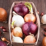 Cipolla semi misti - Allium cepa foto, bestseller 2025-2024 nuovo, miglior prezzo EUR 3,39 recensione