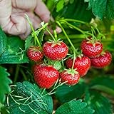 Fragola Tresca semi - Fragaria ananassa foto, bestseller 2025-2024 nuovo, miglior prezzo EUR 4,79 recensione