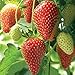 foto Farmerly Semi di fragola (Fragaria Ananassa) Bright Red Fruit ha un grande sapore 100 semi nuovo bestseller 2025-2024