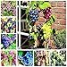 foto Shoopy Star Multi-Colored: 50 pezzi/bag Miniature Grape Vine Organic seeds arcobaleno semi d'uva Pianta succulenta nuovo bestseller 2025-2024