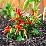 Semi di peperoncino dolce - Capsicum annuum foto, bestseller 2025-2024 nuovo, miglior prezzo EUR 3,89 recensione