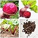 foto SEMI PLAT FIRM-Vendita calda Barbabietola Seed Vulgaris di verdure Seed Bulk semi di barbabietole non-OGM Heirloom Bonsai Casa Giardino 50 Pz nuovo bestseller 2025-2024