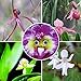 foto Ncient 100 Semi Sementi di Orchidea Faccia di Bebè Orchid Perennial Flower Semi di Fiori Rari Piante Profumati per Orto Giardino Balcone Interni ed Esterni Decorazione della Finestra nuovo bestseller 2024-2023