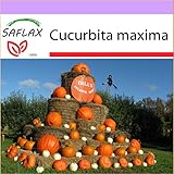 SAFLAX - Zucca gigante - 7 semi - Cucurbita maxima foto, bestseller 2024-2023 nuovo, miglior prezzo EUR 3,75 recensione