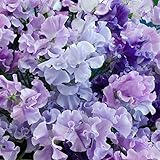 Semi di piselli blu - Lathyrus odoratus foto, bestseller 2025-2024 nuovo, miglior prezzo EUR 3,19 recensione