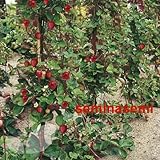 70 SEMI di FRAGOLA RAMPICANTE foto, bestseller 2025-2024 nuovo, miglior prezzo EUR 9,90 recensione