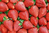 FRAGOLE A FRUTTO GROSSO NR.100 SEMI foto, bestseller 2025-2024 nuovo, miglior prezzo EUR 2,50 recensione