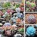 foto Qbisolo Misto 100 Semi Succulente Piante Lithops Pseudotruncatella Semi Cactus e Piante Grasse per Bonsai, Balcone, Casa, Giardino Ornamento nuovo bestseller 2024-2023