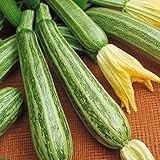 Zucchino lungo Fiorentino (Semente) foto, bestseller 2025-2024 nuovo, miglior prezzo EUR 1,10 recensione