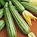 foto Zucchino lungo Fiorentino (Semente) nuovo bestseller 2025-2024