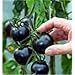 Photo Black tomatoes. kumato tomato - 25 Seeds - Slicing tomato - SPANISH Heirloom new bestseller 2024-2023