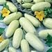 Photo David's Garden Seeds Cucumber Pickling White Miniature 9881 (White) 50 Non-GMO, Open Pollinated Seeds new bestseller 2024-2023