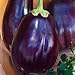 Photo Eggplant Black Beauty Great Heirloom Vegetable 1,300 Seeds new bestseller 2024-2023