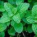 Photo Aamish 50pcs graines de plantes de menthe poivrée nouveau best-seller 2024-2023