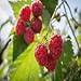 Photo Polka Raspberry - 5 Red Raspberry Plants - Everbearing - Organic Grown - new bestseller 2024-2023