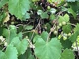 Dichondra 100pcs Muscadine Grape Fruit Seeds Photo, bestseller 2024-2023 new, best price $14.99 ($0.15 / Count) review