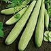 Foto Las semillas de pepino armenio Yard largas (Cucumis melo var. Flexuosus) 30 + 120 + (Semillas) nuevo éxito de ventas 2024-2023