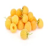 Anne Raspberry - 2 Golden Raspberry Plants - Everbearing - Photo, bestseller 2024-2023 new, best price $28.95 review