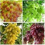 Elwyn 50pcs Finger Grape Fruit Seeds Photo, bestseller 2024-2023 new, best price $14.99 review